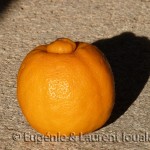 Le citron bergamote