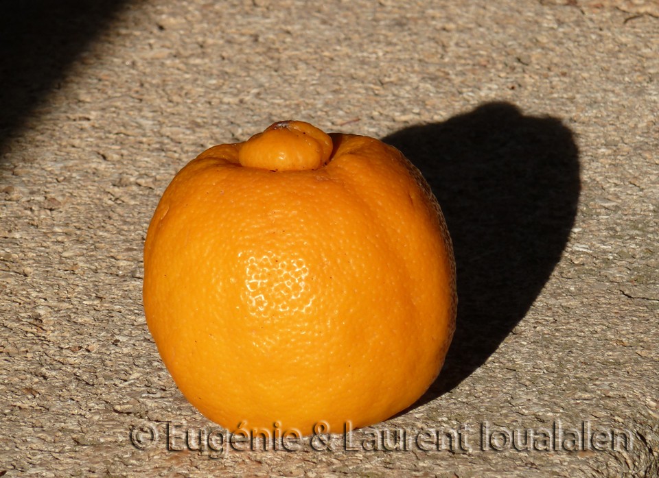 Le citron bergamote